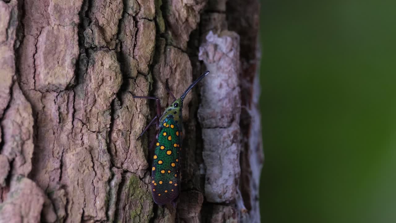 en la corteza moviéndose un poco durante una tarde muy ventosa en el bosque como el fondo bokeh verde se mueve violentamente, saiva gemmata linterna bug, tailandia