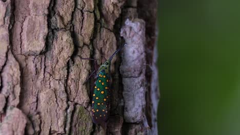 On-the-bark-moving-a-little-during-a-very-windy-afternoon-in-the-forest-as-the-background-green-bokeh-moves-violently,-Saiva-gemmata-Lantern-Bug,-Thailand