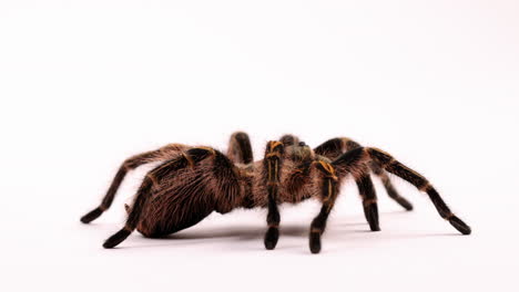 Tarantula-walks-across-white-background---wide-shot