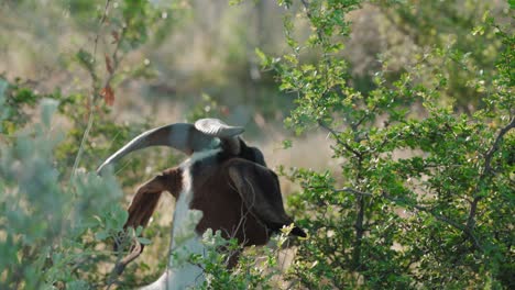 Lovely-looking-goat-is-eating-bush-vegetation-during-sunshine-day-outdoors,-goats-are-member-of-the-Bovidae-family-of-animals,-domesticated-animals-concept