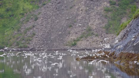 large group of migratory birds flying over crystal clear lake by the rocky mountains in norway. - static shot - seagull colony