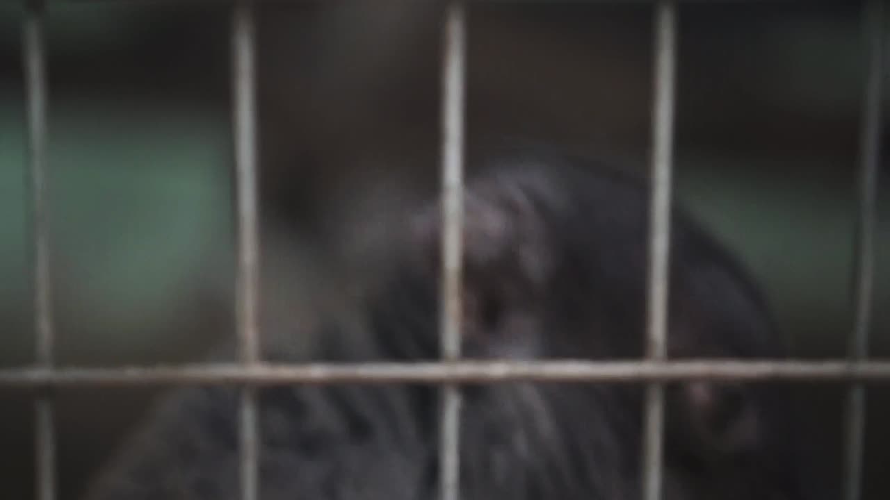 Close Up Of Two Common Brown Lemur Climbing Around The Cage