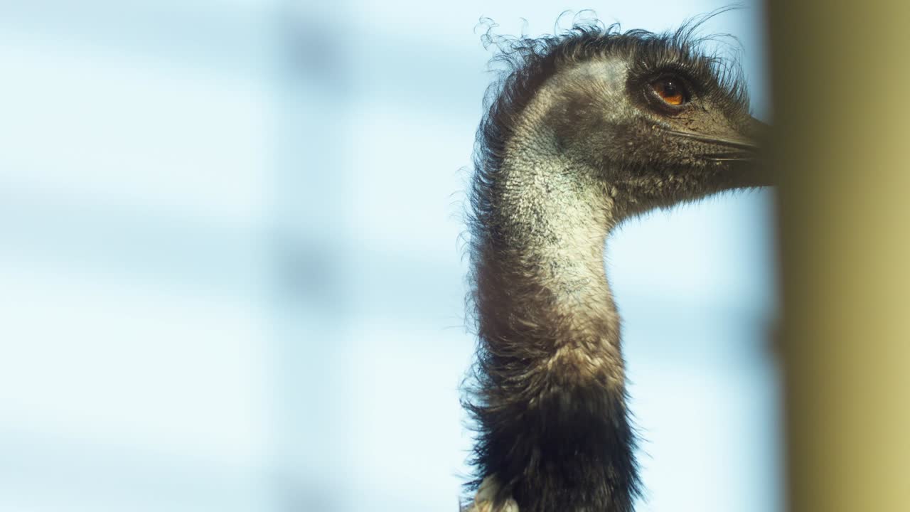 무언가의 방향으로 울타리 뒤에서 쳐다보는 에모 새의 클로즈업  ⁇