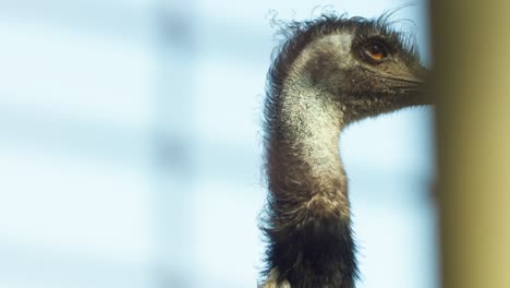 un primer plano de un pájaro emo mirando desde detrás de una valla en la dirección de algo
