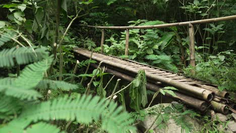 bali jungle trek bamboo bridge over river southeast asia nature plants