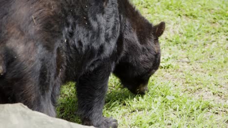 american black bear eating fresh green grass in zoo park