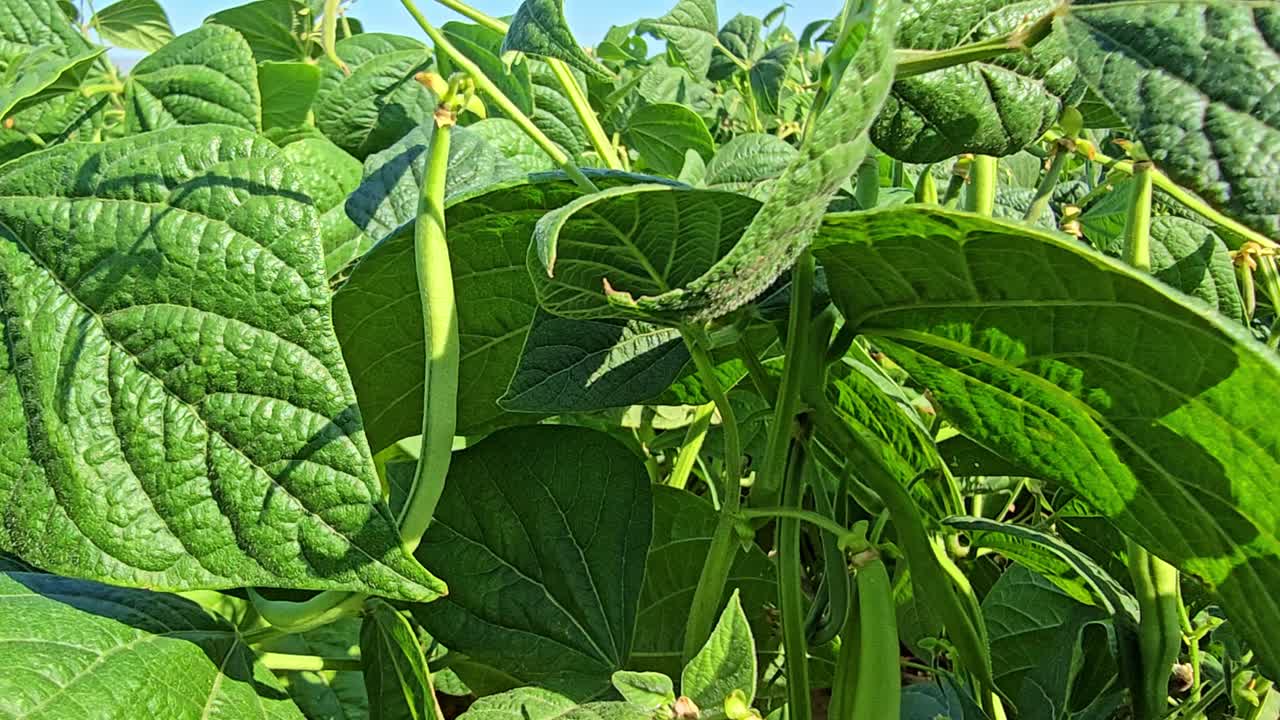 Fixed shot of a green bean hanging on its plant with surrounding leaves moving in the wind