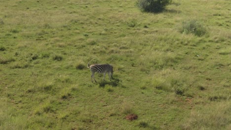 drone aerial footage of a zebra grassing on green grassed savannah in the wild