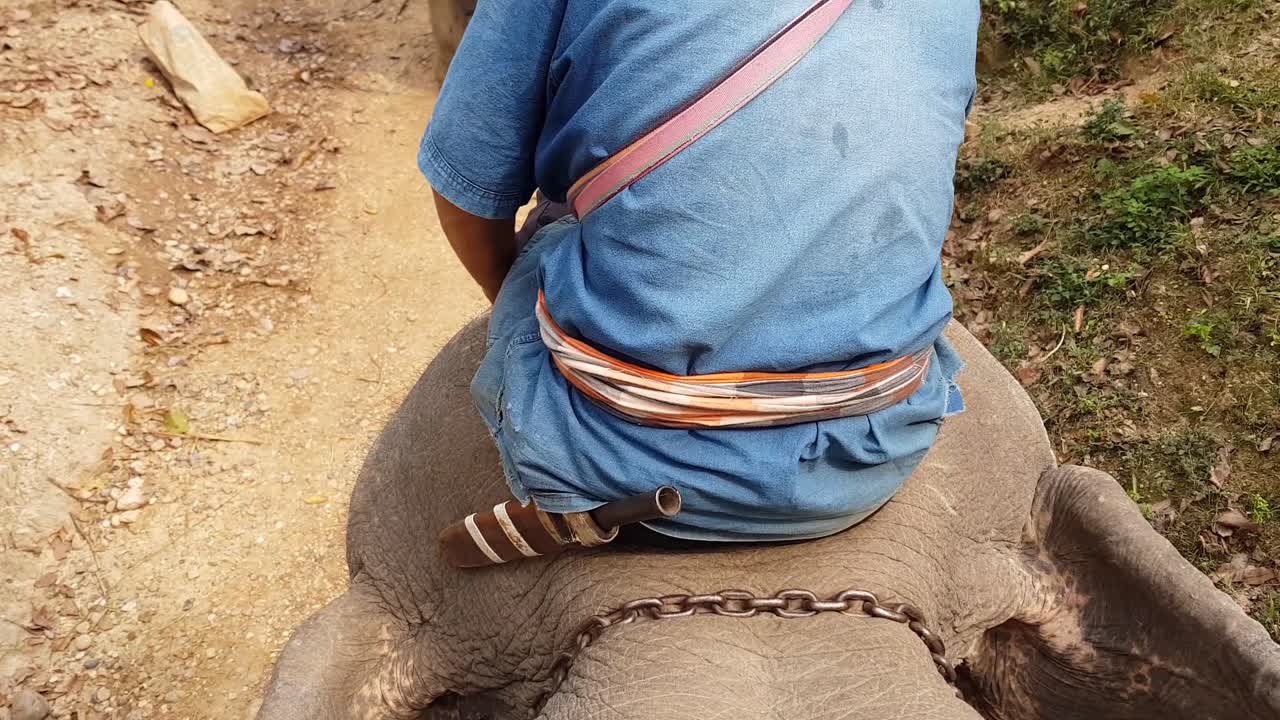 espalda de hombre montando elefante
