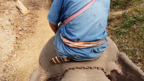 back of man riding elephant