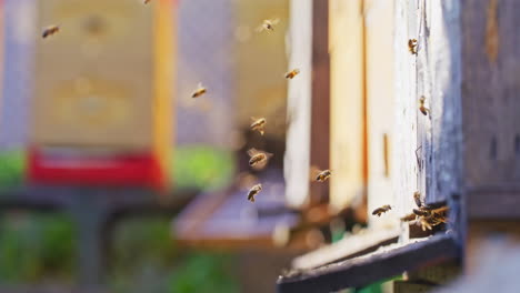 bees flying into hive with pollen