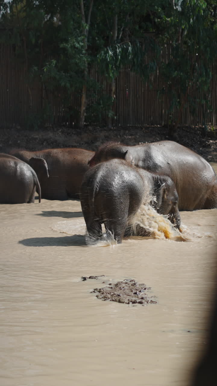 Elephants enjoying a mud bath