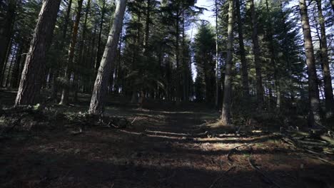 Walking-through-the-forest-at-dawn