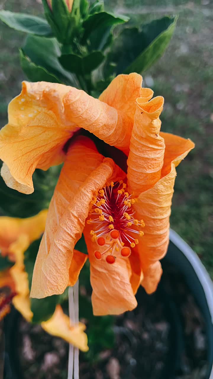 Orange Hibiscus Flower Close-up