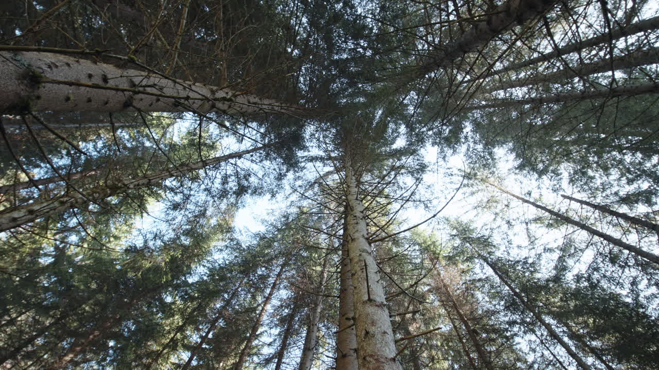 Tall evergreen trees seen from below with sunlight filtering through the dense branches