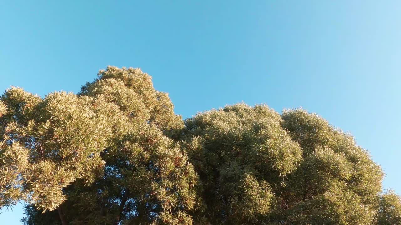 素敵な風が吹く湾の緑の木々と青い空