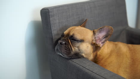 Somnolencia-De-Un-Bulldog-Francés-Mientras-Está-Acostado-En-Un-Sofá,-Mascota-Doméstica