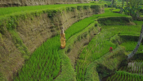 Luftaufnahme-Einer-Frau-Im-Reisfeld,-Die-Auf-Der-üppig-Grünen-Reisterrasse-Spaziert-Und-Die-Reise-Durch-Bali,-Indonesien,-Entdeckt