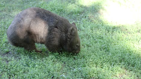 un wombat comiendo hierba en un entorno natural