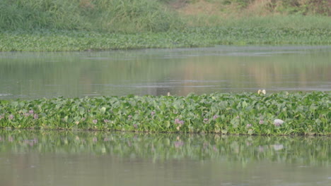 herons and egrets in a calm river ecosystem