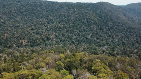 panorámica aérea de aviones no tripulados a la derecha que muestra árboles y montañas nativas australianas