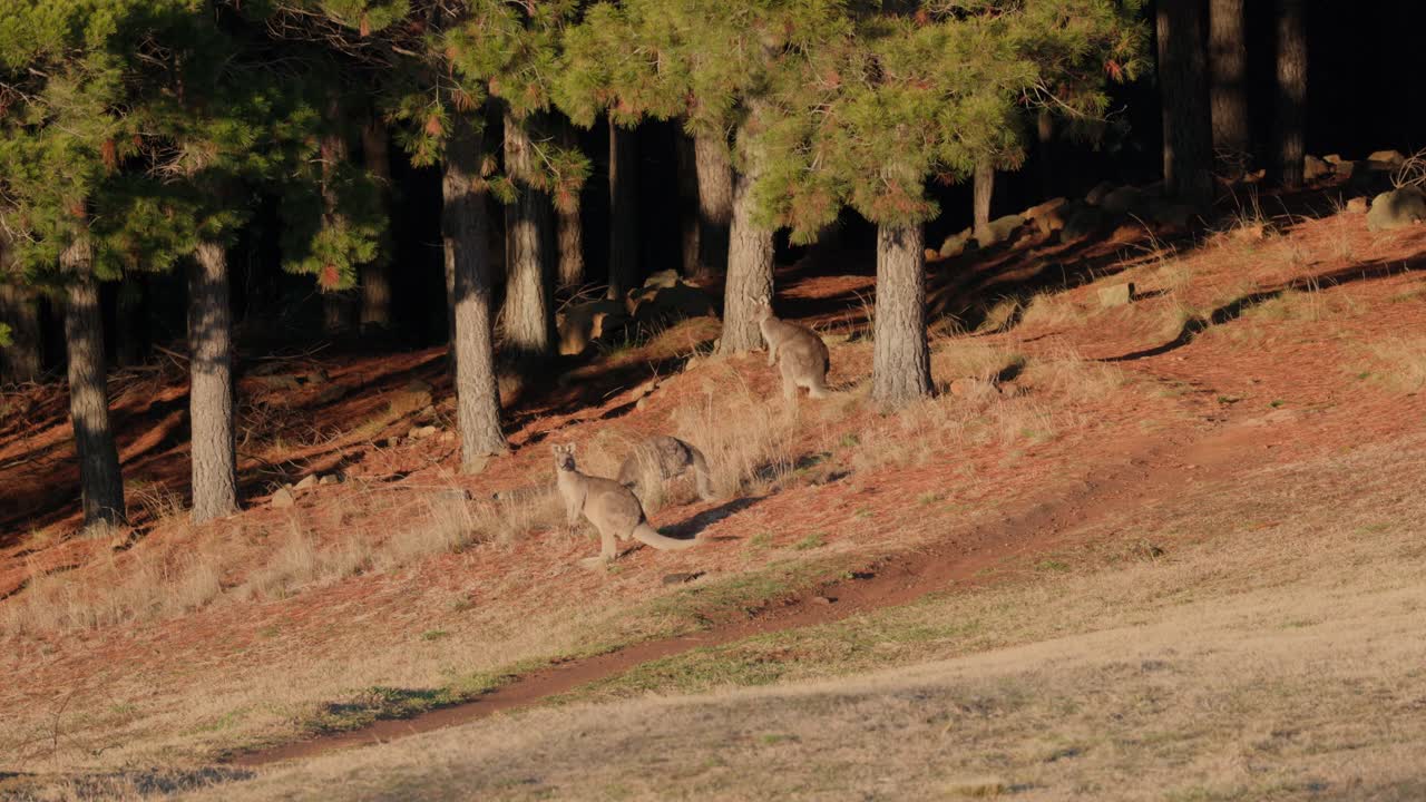 A group of kangaroos feed calmly on dewy grass under the golden glow of sunrise in a natural Australian setting