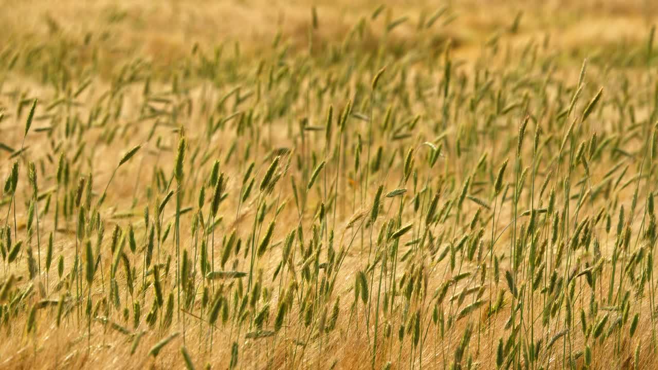 Ripening grain flows gently in breeze across golden wheat field