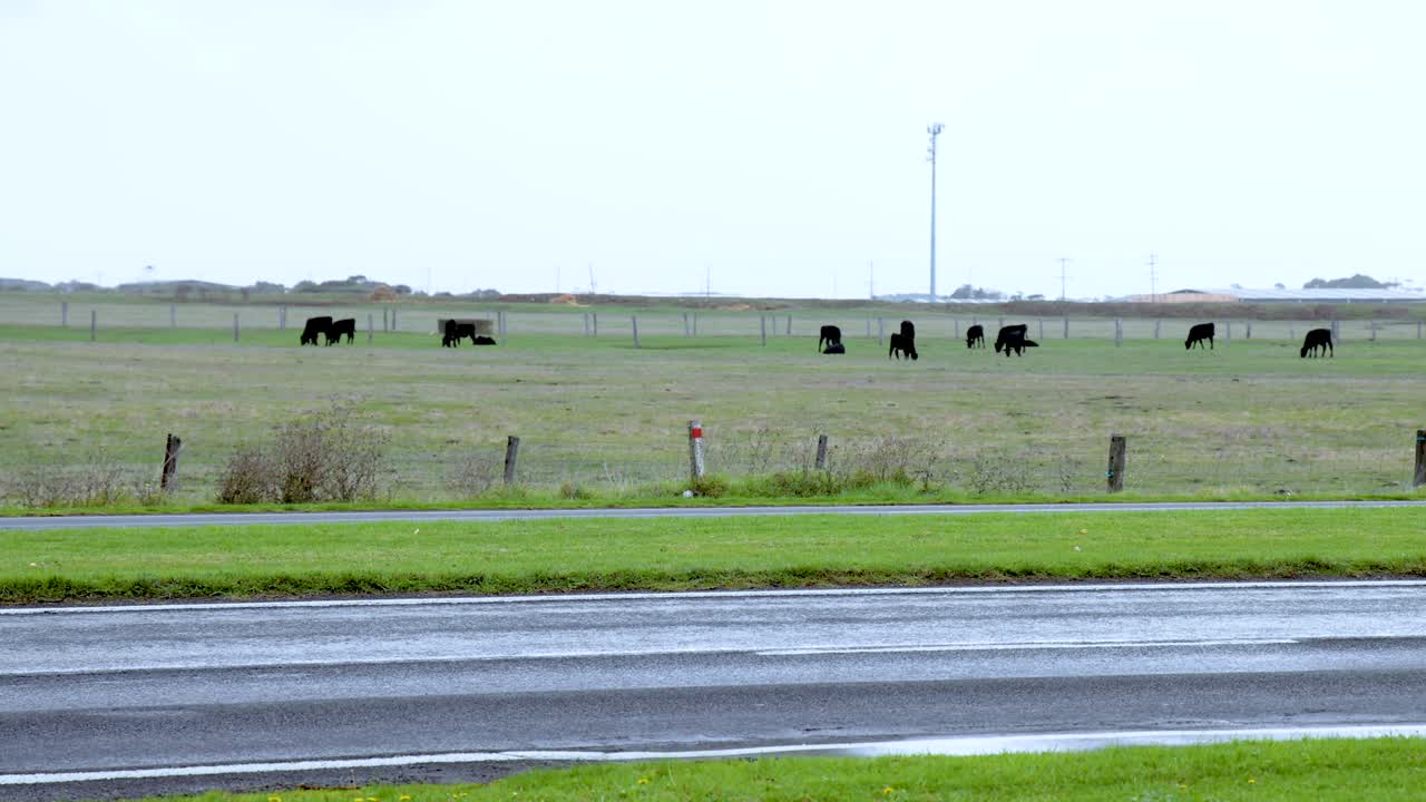 Vehicles pass by goats grazing in a rural field, captured on a cloudy day with steady camera movement