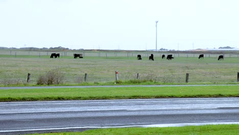 vehicles pass by goats grazing in a rural field, captured on a cloudy day with steady camera movement