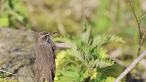 bluethroat bird backside portrait in the wildlife with green vegetation background, blue birds