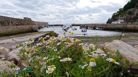 chamomile flowers overlooking a cloudy harbour