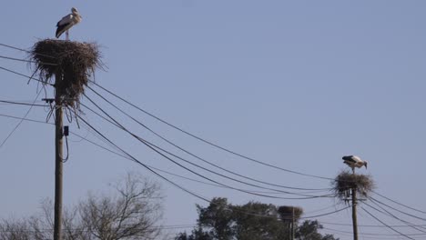 two storks nests on electric power lines poles, wide angle view