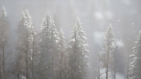 Niebla-Brumosa-En-El-Bosque-De-Pinos-En-Las-Laderas-De-Las-Montañas