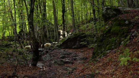 sheep walking inside forest with high trees in autumn, golden foliage forest bottom