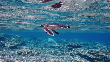 Bebé-Tortuga-Verde-Nada-Lentamente-Bajo-El-Hermoso-Mar-Con-Aguas-Cristalinas---Bajo-El-Agua