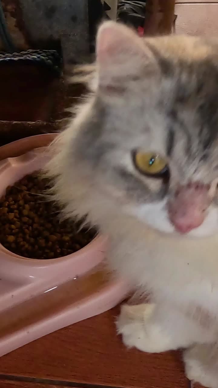 Flauschige Katze frisst, leckt dann ihre Pfote und putzt sich das Gesicht
