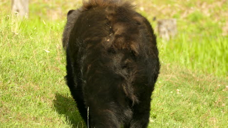 A-black-bear-is-walking-in-a-green-field-in-Quebec,-Canada