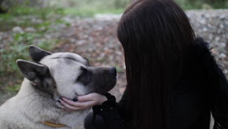 Nahaufnahme-Eines-Freundlichen-Akita-Hundes,-Der-Ein-Mädchengesicht-Küsst