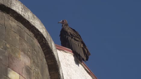 an eagle in addis ababa is waiting for it's next trip, transit