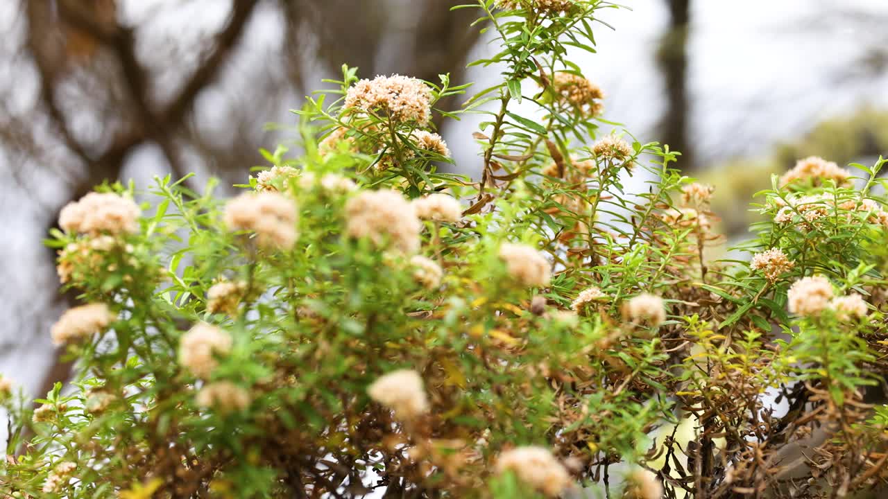 Cassinia flowers gently swaying in the breeze along the Great Ocean Road, captured in natural light with a serene atmosphere