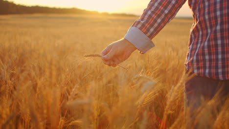 A-close-up-of-a-male-farmer-holds-wheat-in-the-sunlight-and-at-sunset-examines-its-spikes.-Brushes-of-rye-in-sunlight-in-the-hands-of-an-elderly-farmer