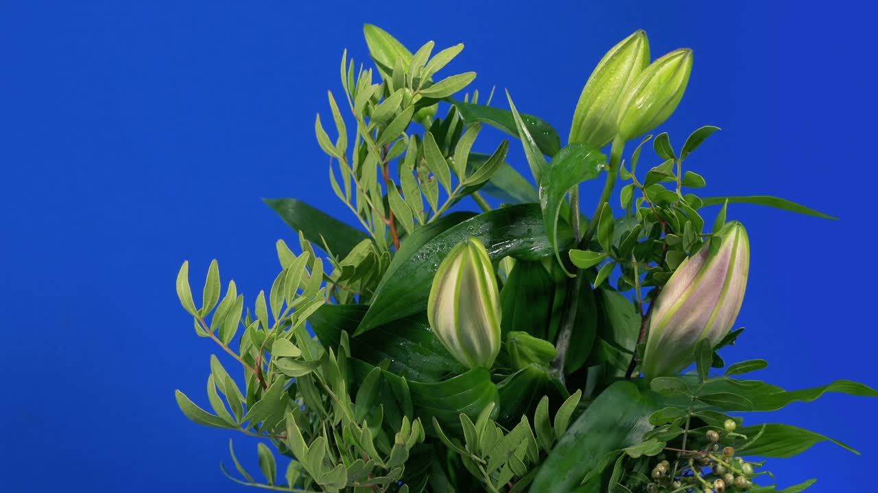 블루 스크린 에 열리지 않은 꽃 어리 를 통과