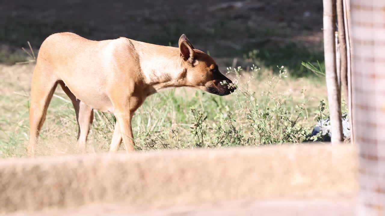 perro de pie y mirando en diferentes direcciones