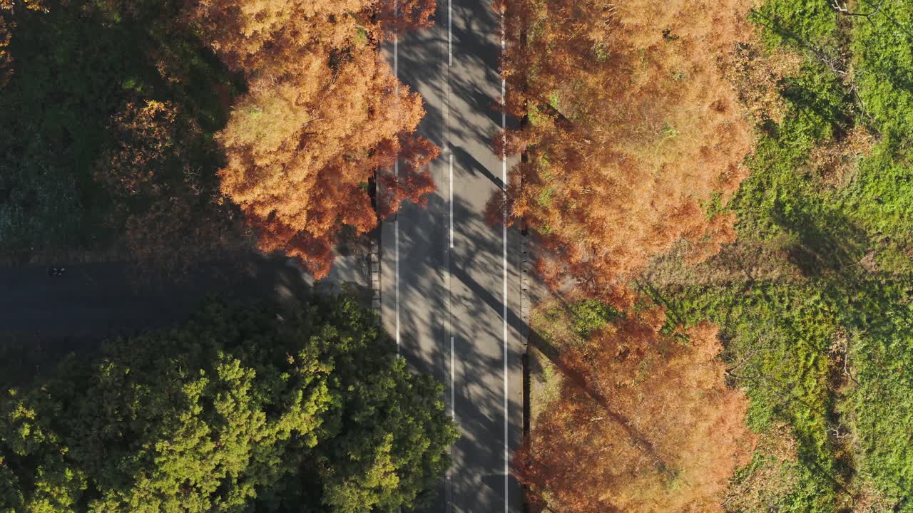 Persone camminano e auto passano lungo una strada ombreggiata da alberi di metasequoia in Giappone.