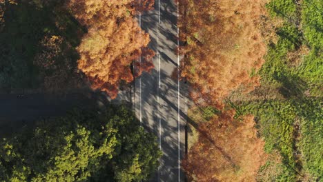 people walk and cars pass along road shaded by metasequoia trees in japan