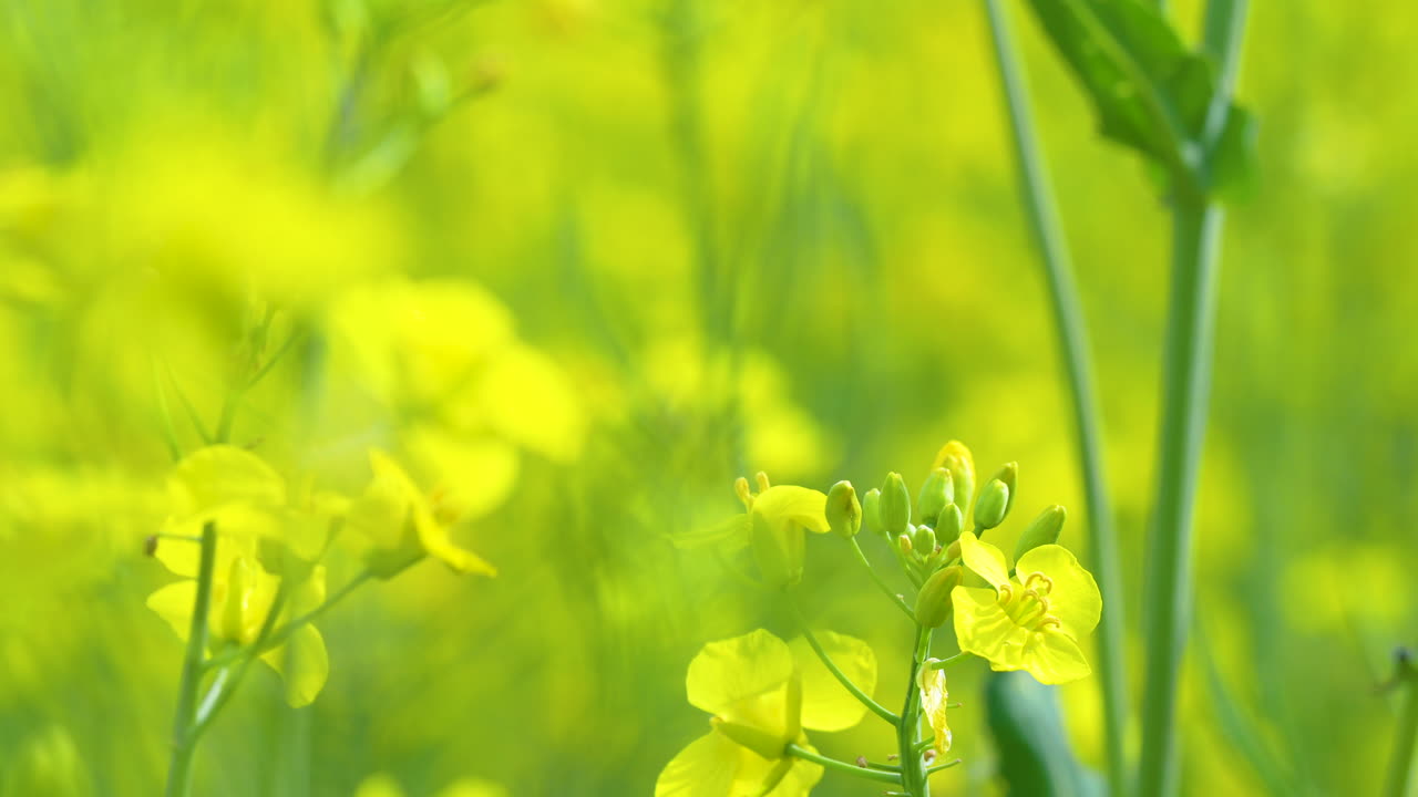 flores amarillas con un fondo verde borroso