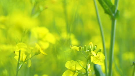 Flores-Amarillas-Con-Fondo-Verde-Borroso