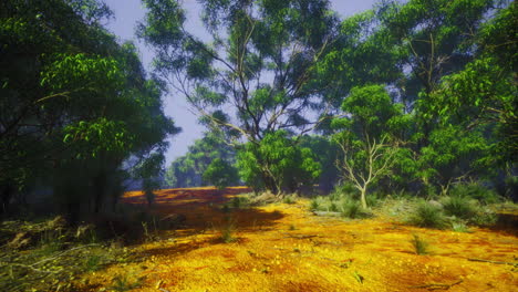 lush green forest with sunlight filtering through trees in the wilderness