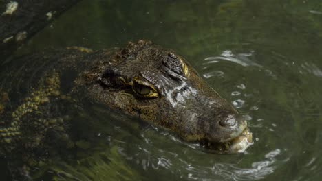 Close-up-of-a-chewing-Aligator