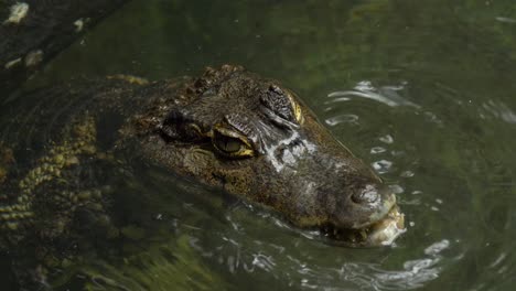 cerca de un caimán de mascar